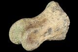 Ornithimimid Toe Bone - Alberta (Disposition #-) #96984-1